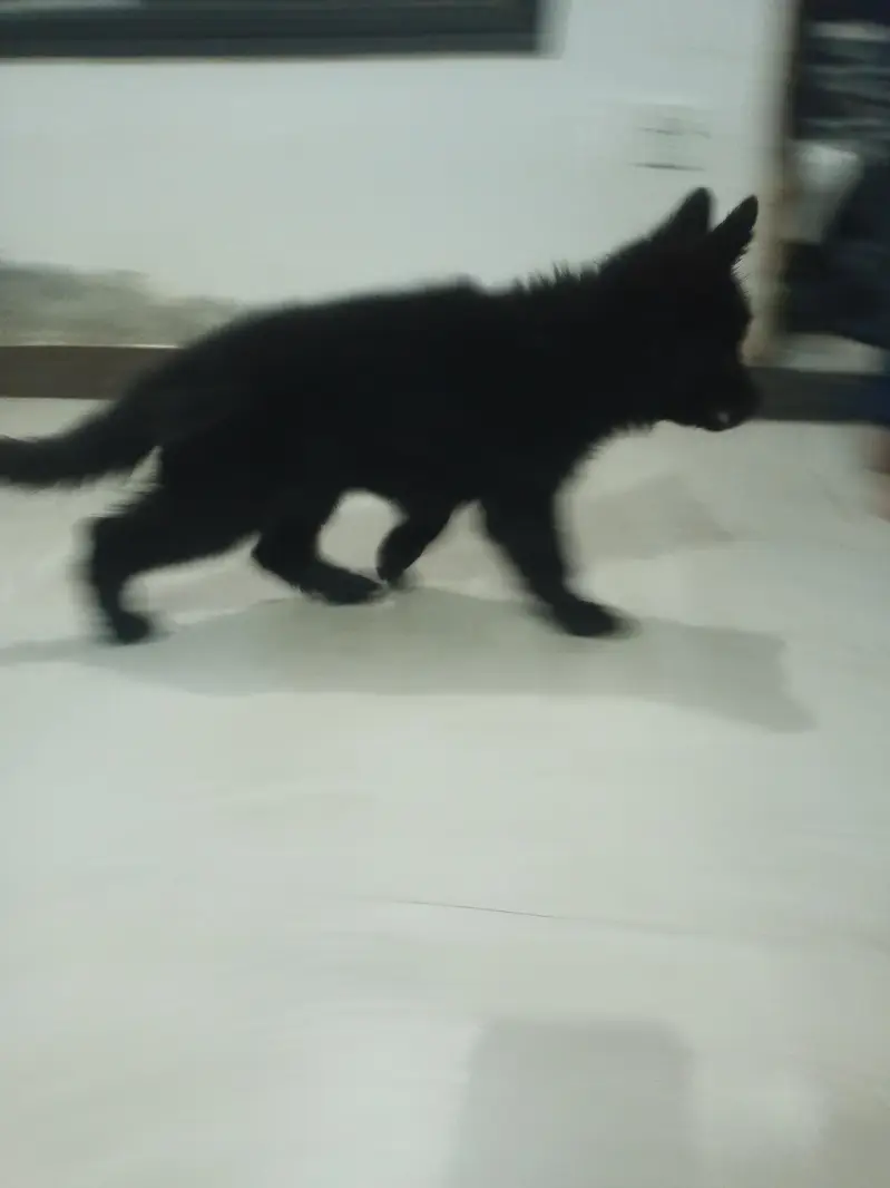 Black shaferd male pupy Home breed — photo 8