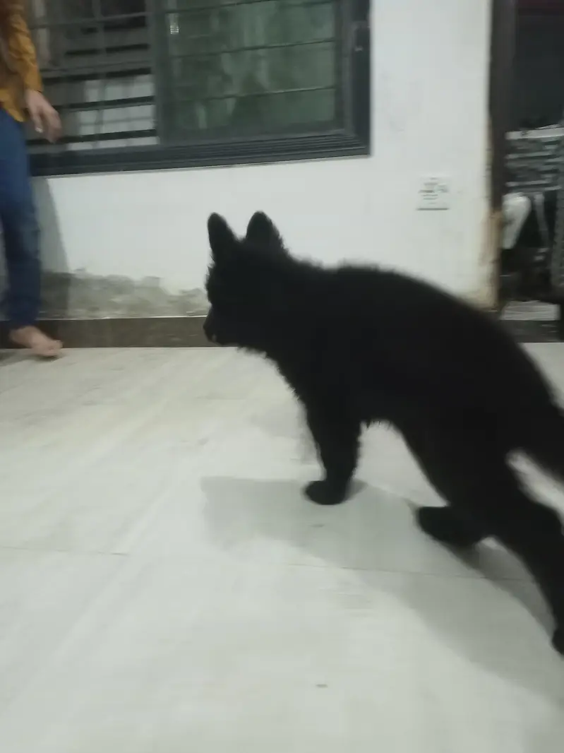 Black shaferd male pupy Home breed — photo 9