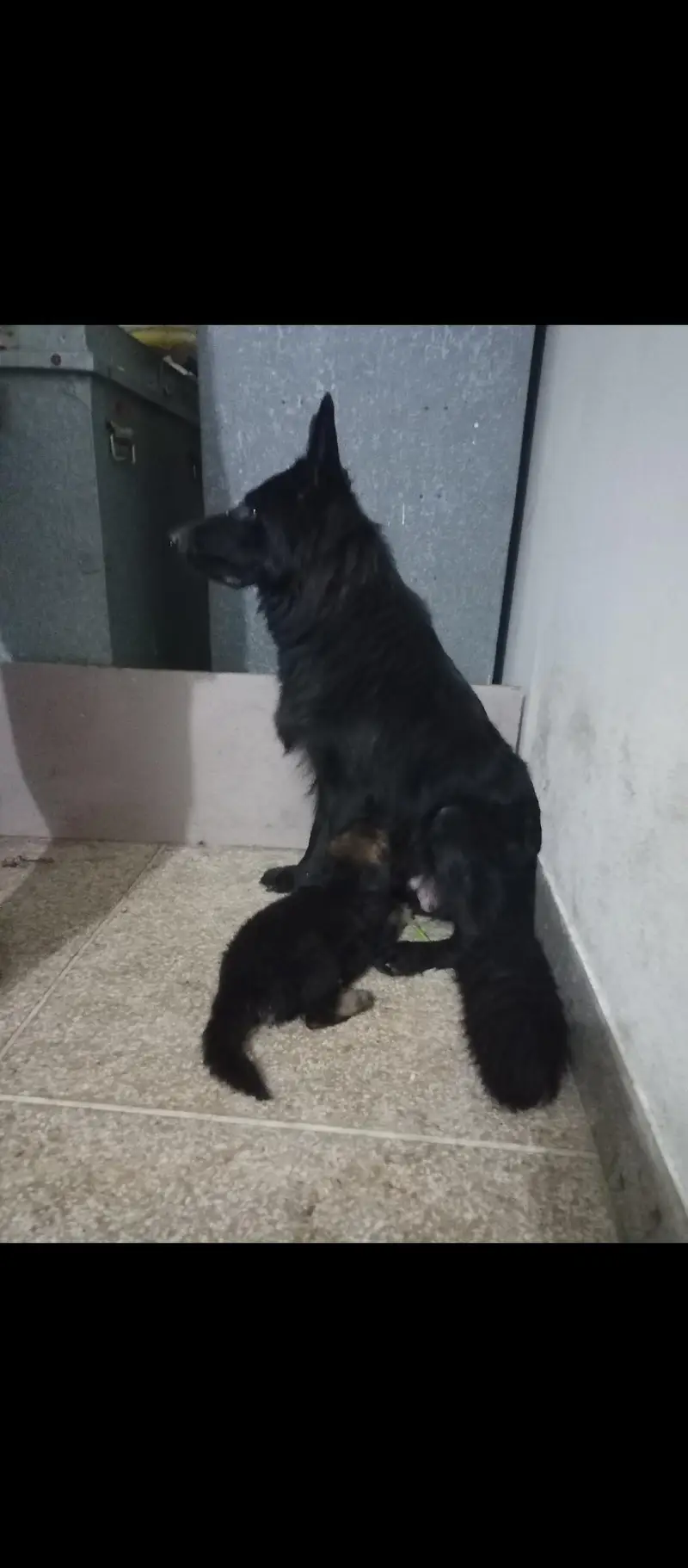 Black shaferd male pupy Home breed — photo 10