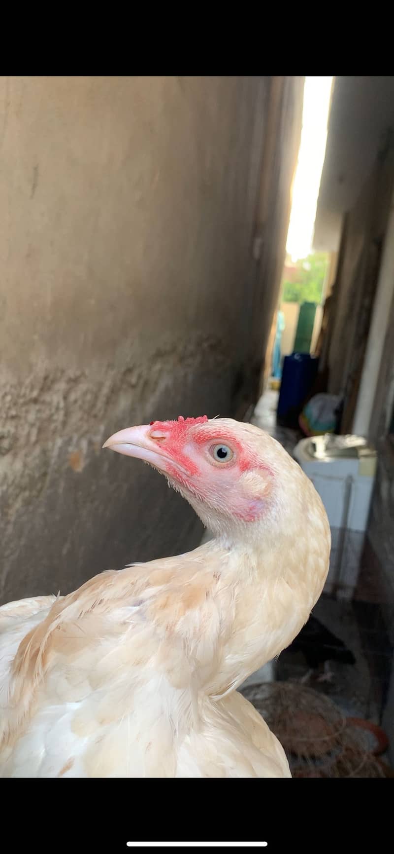 heera madi 0