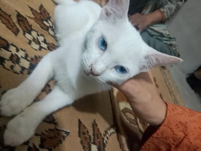 3 month cat female white colour Blue eyes bahut khubsurat hai