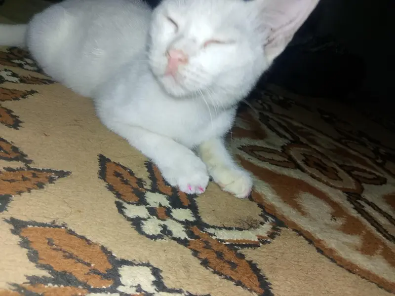 3 month cat female white colour Blue eyes bahut khubsurat hai — photo 2
