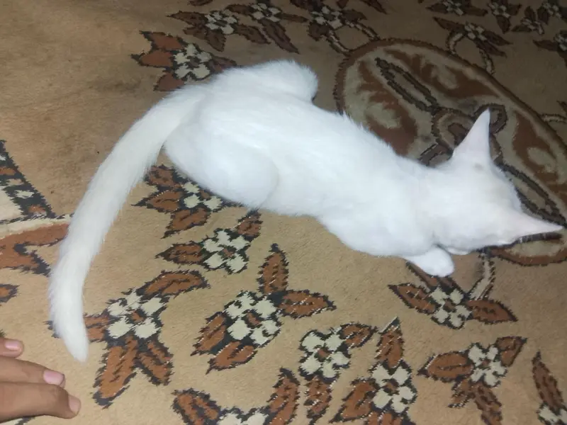 3 month cat female white colour Blue eyes bahut khubsurat hai — photo 3