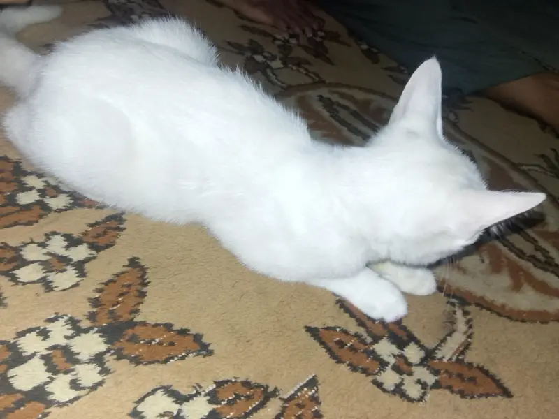 3 month cat female white colour Blue eyes bahut khubsurat hai — photo 4
