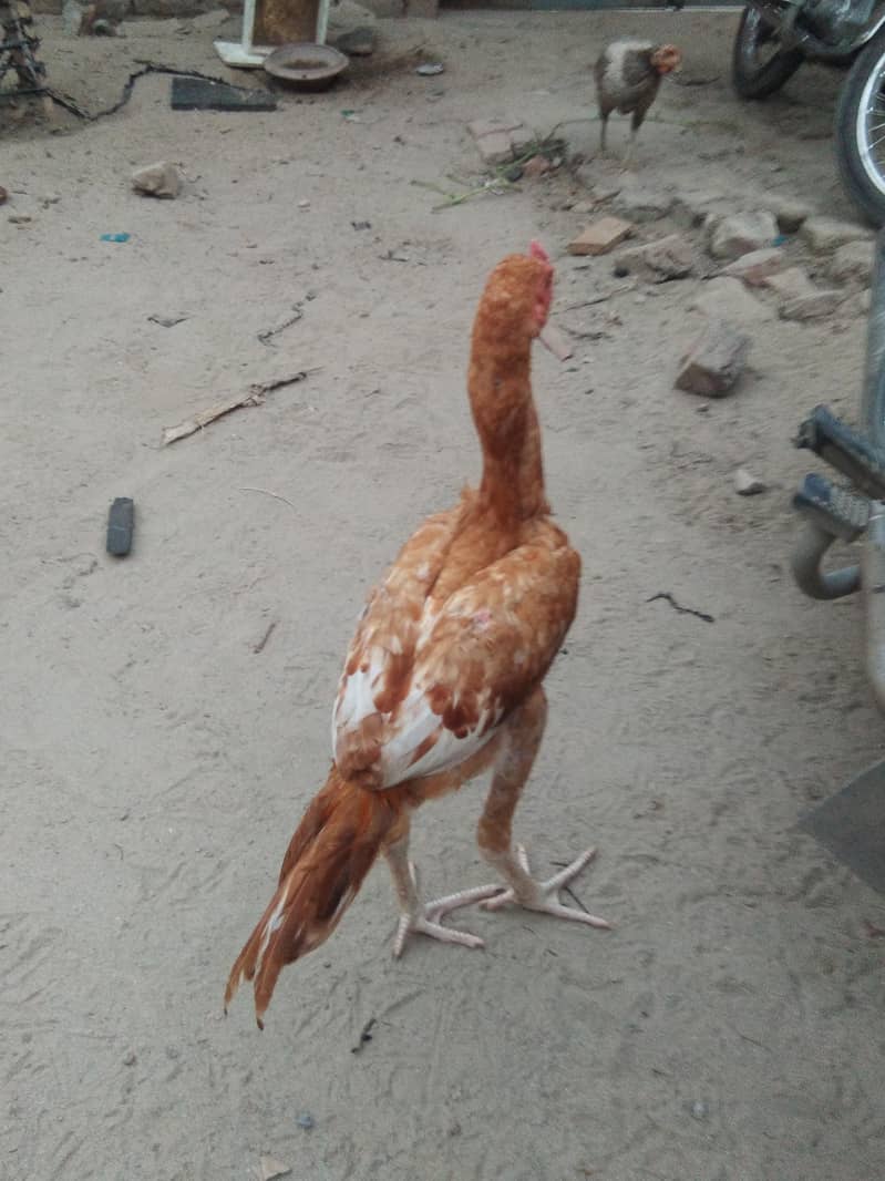 peela patha 1