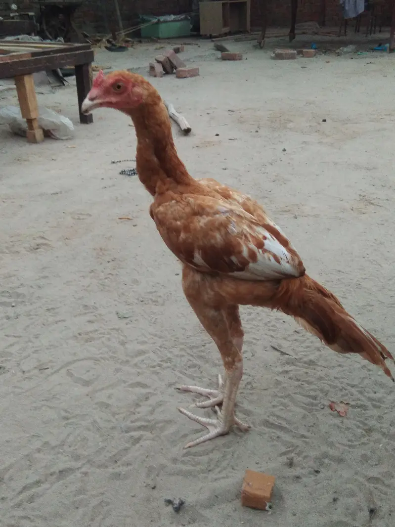 peela patha — photo 3