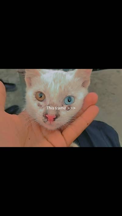 cat product