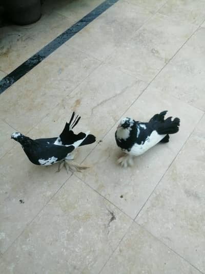 Black & White Lakke Breeder Pair For Sale