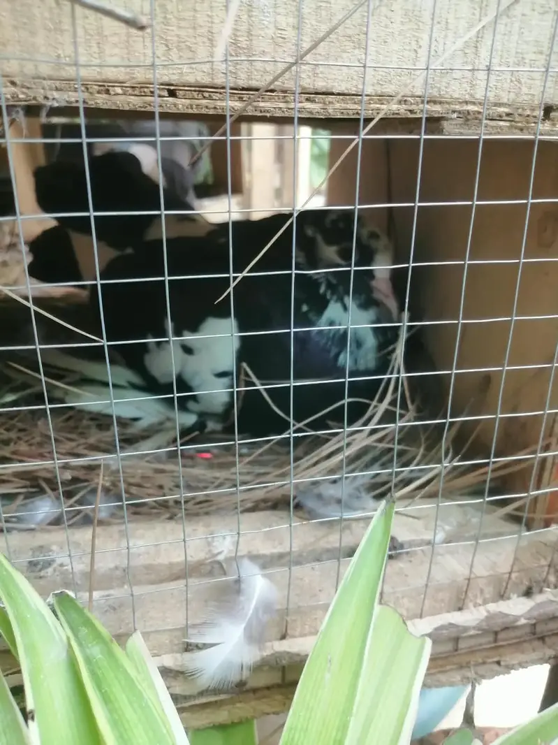 Black & White Lakke Breeder Pair For Sale — photo 2