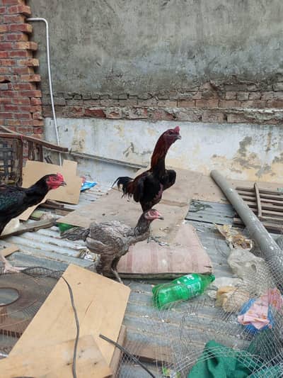 aseel dragon murga for sale