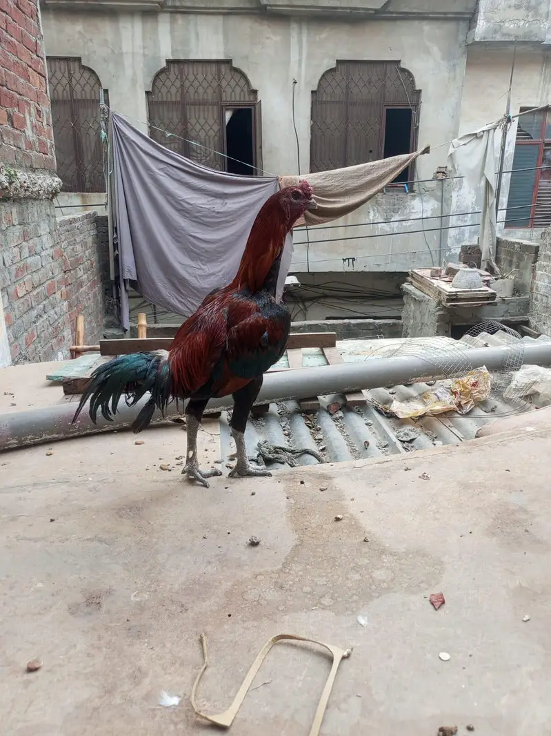 aseel dragon murga for sale — photo 2