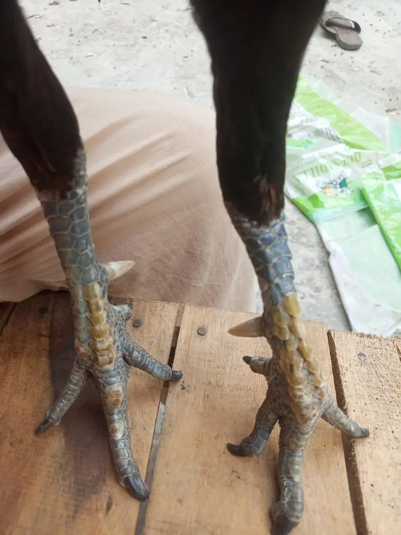 aseel dragon murga for sale — photo 4