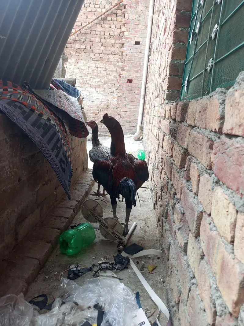 aseel dragon murga for sale — photo 6