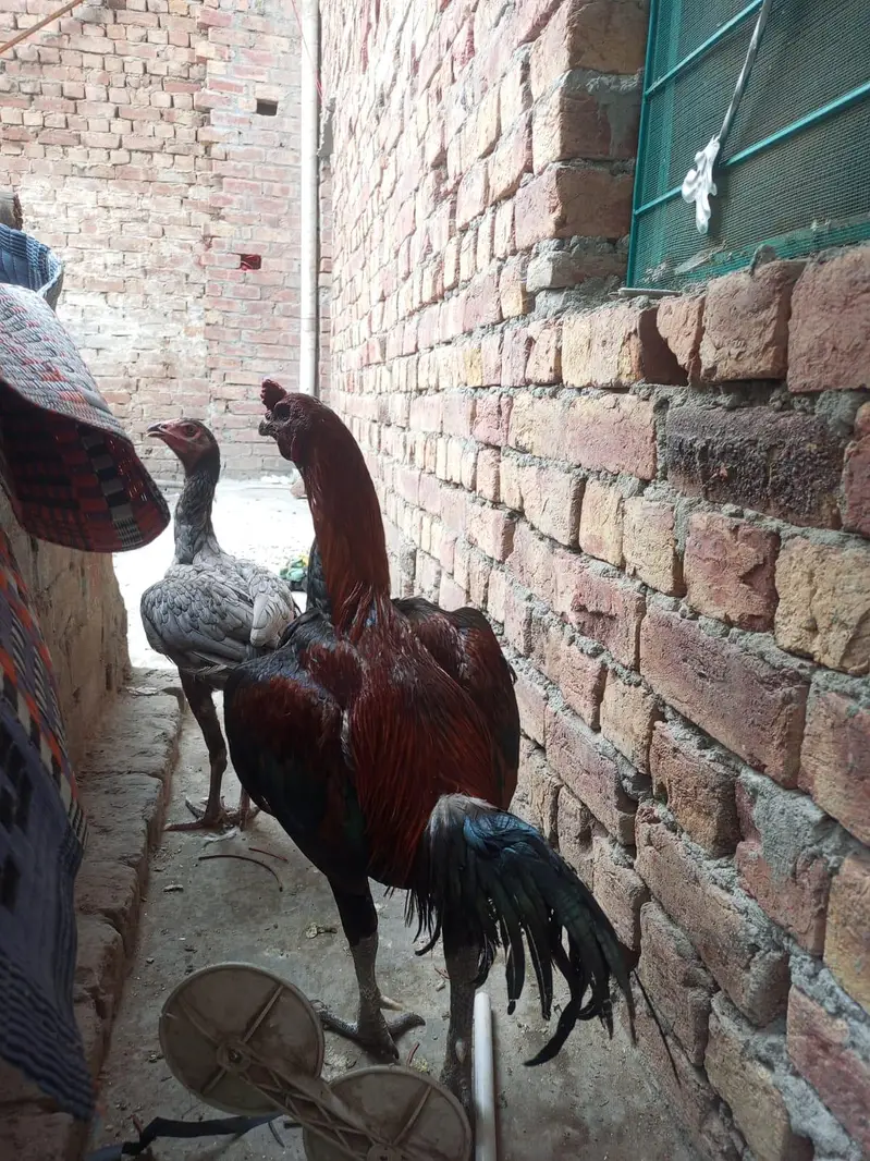 aseel dragon murga for sale — photo 7