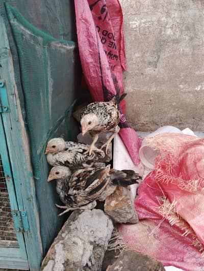 pure Desi hens