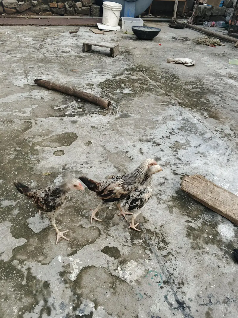 pure Desi hens — photo 2