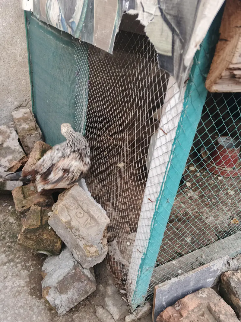 pure Desi hens — photo 3
