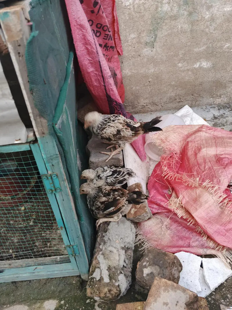 pure Desi hens — photo 4