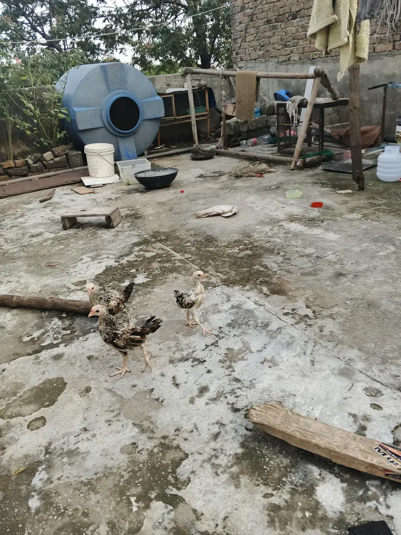 pure Desi hens — photo 6