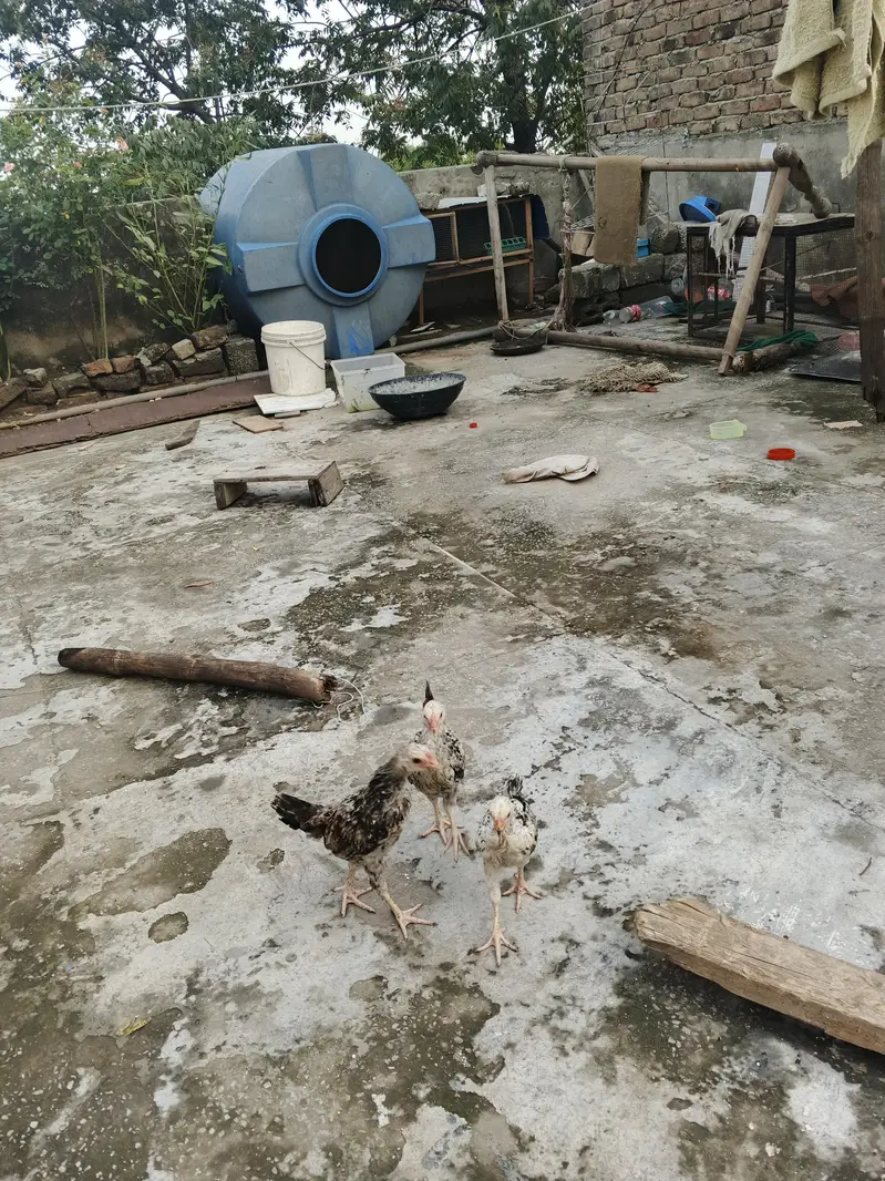 pure Desi hens — photo 7