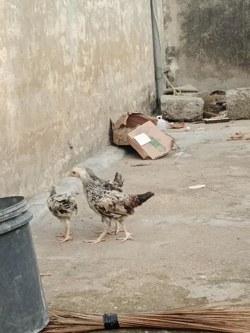 pure Desi hens — photo 8