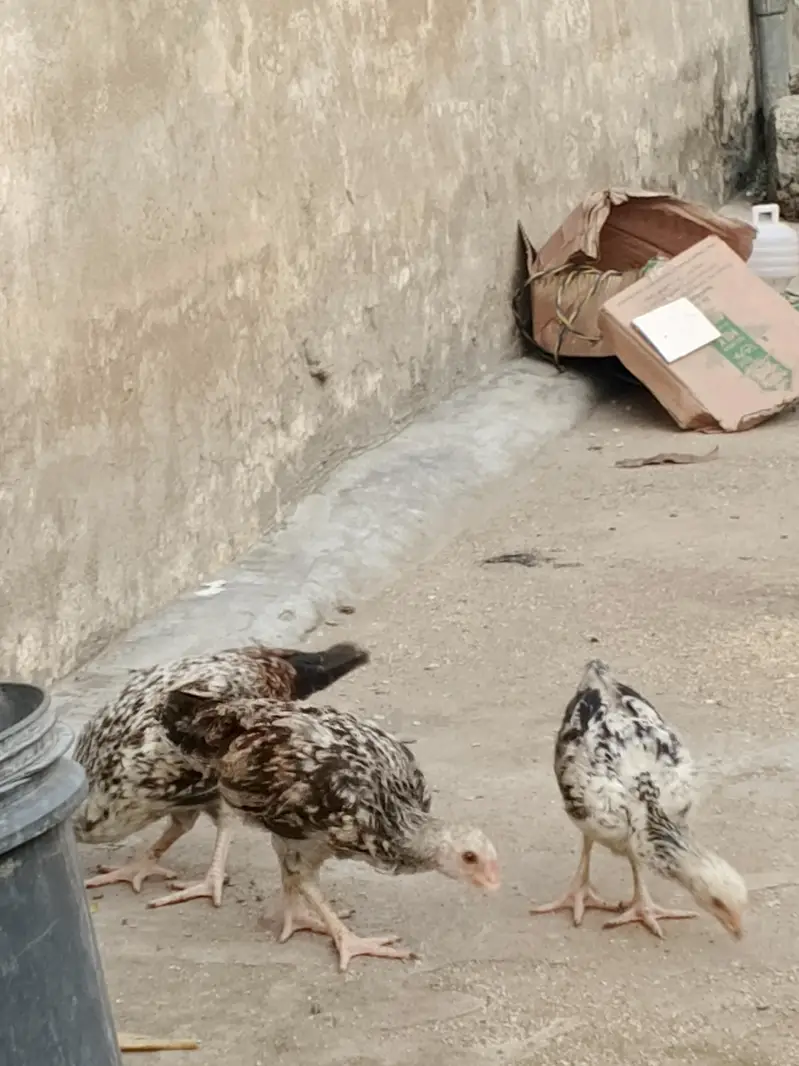 pure Desi hens — photo 9