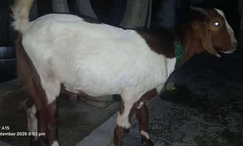 Teda Tapra Bakra Hai Acha Wazan Hai Abhi Kheera Hai