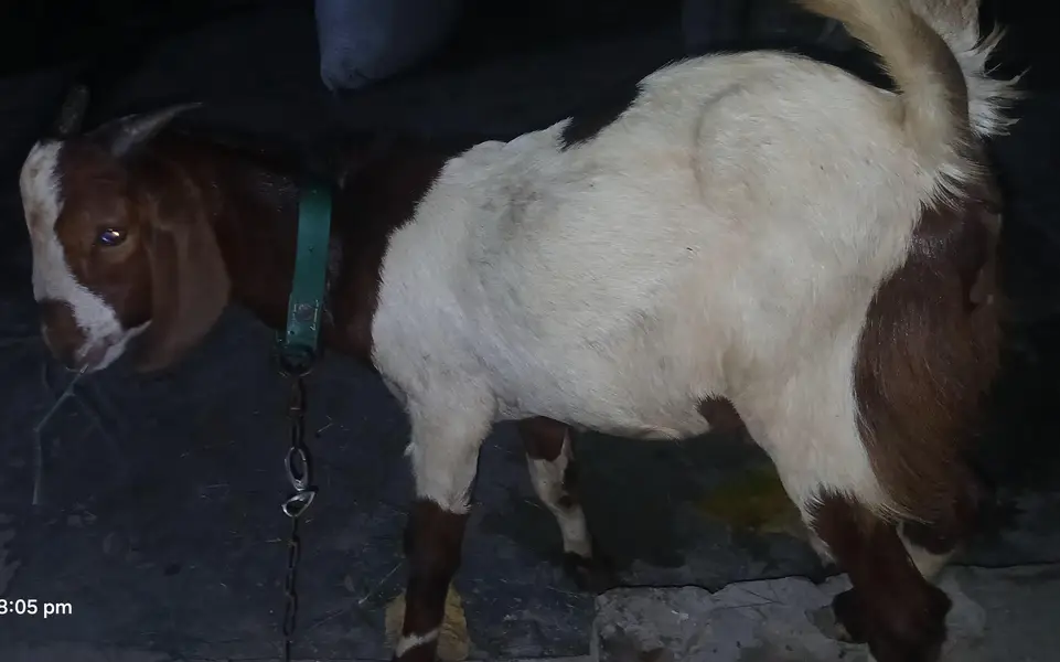 1500/Kg Teda Tapra Bakra Hai Acha Wazan Hai  Abhi Kheera Hai — photo 2