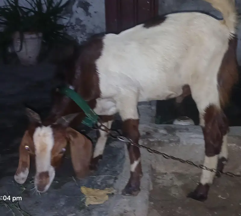 1500/Kg Teda Tapra Bakra Hai Acha Wazan Hai  Abhi Kheera Hai — photo 3