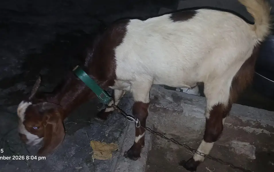 1500/Kg Teda Tapra Bakra Hai Acha Wazan Hai  Abhi Kheera Hai — photo 4