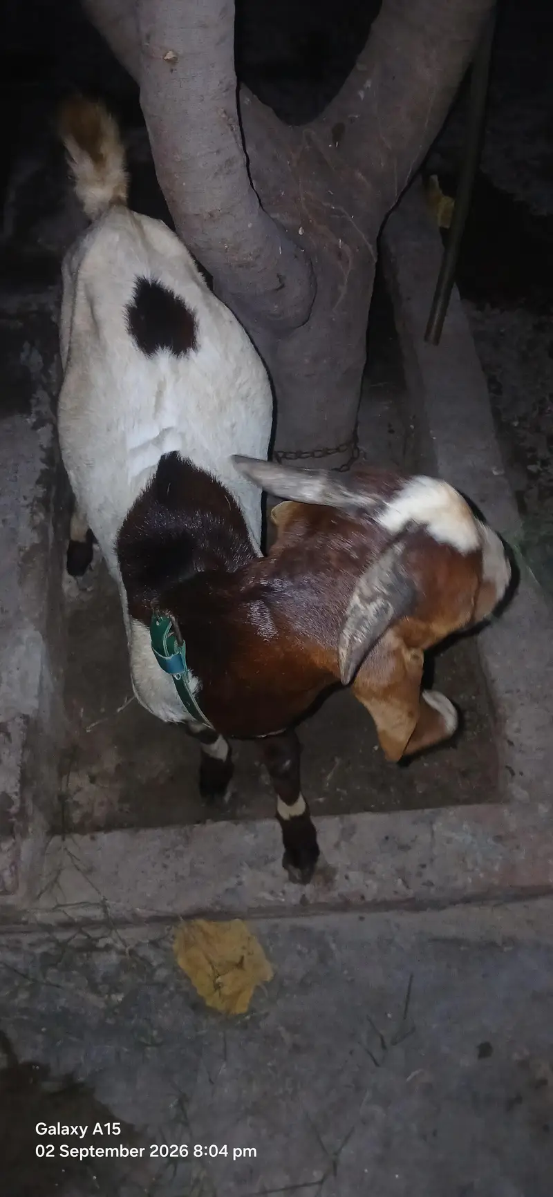 1500/Kg Teda Tapra Bakra Hai Acha Wazan Hai  Abhi Kheera Hai — photo 5