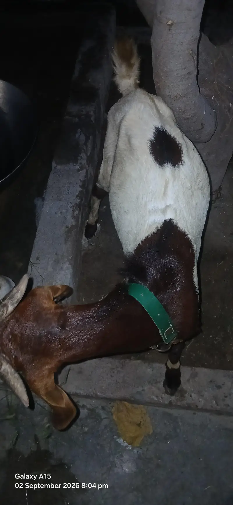 1500/Kg Teda Tapra Bakra Hai Acha Wazan Hai  Abhi Kheera Hai — photo 6