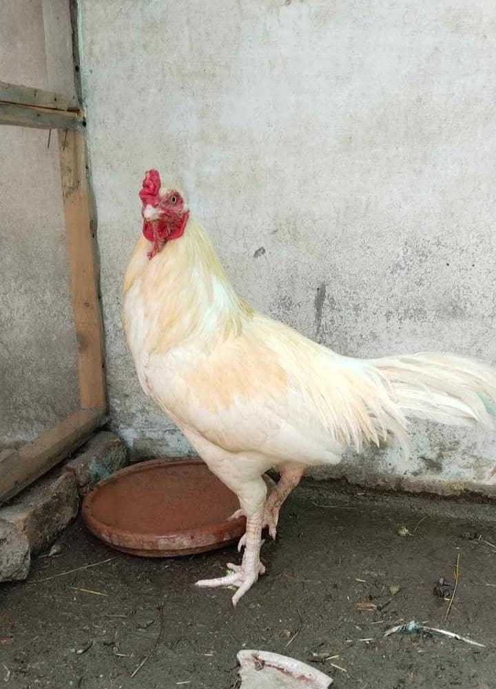 good condition 0