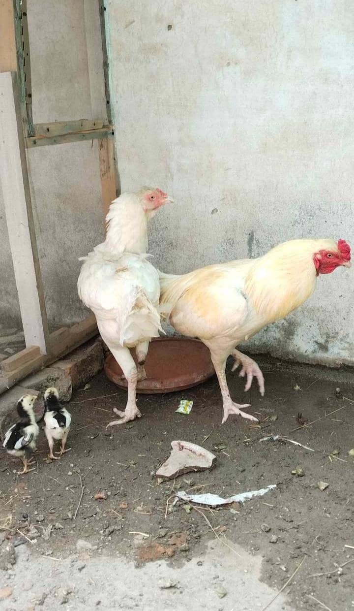 good condition 3