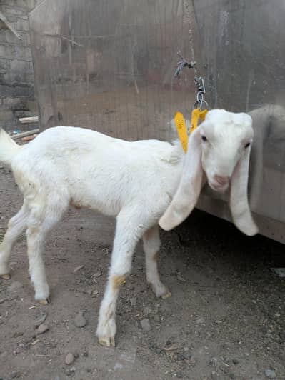 gulabi bacha