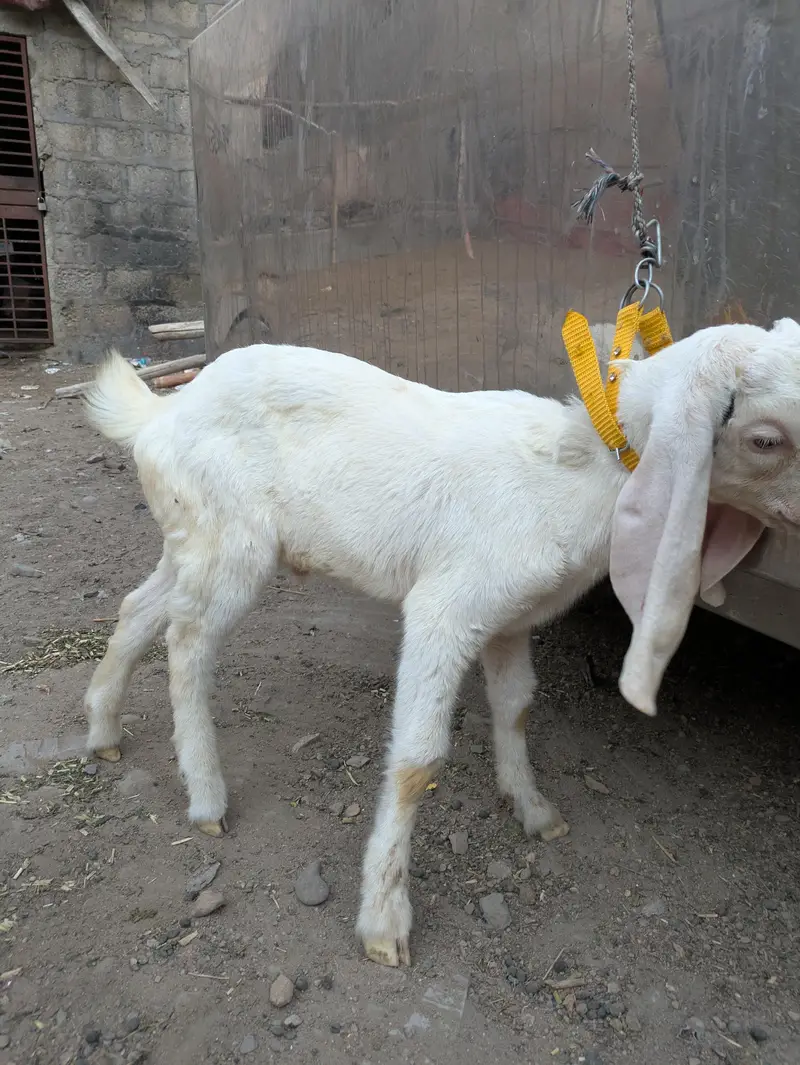 gulabi bacha — photo 2
