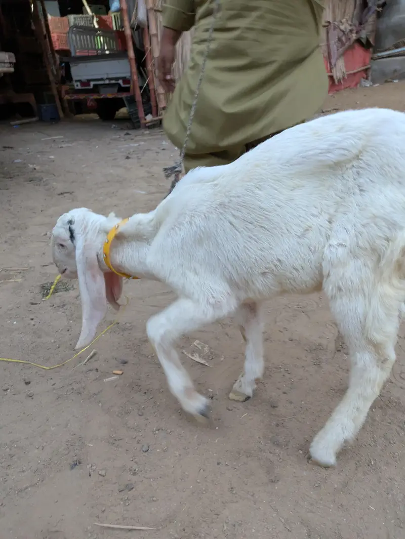 gulabi bacha — photo 3