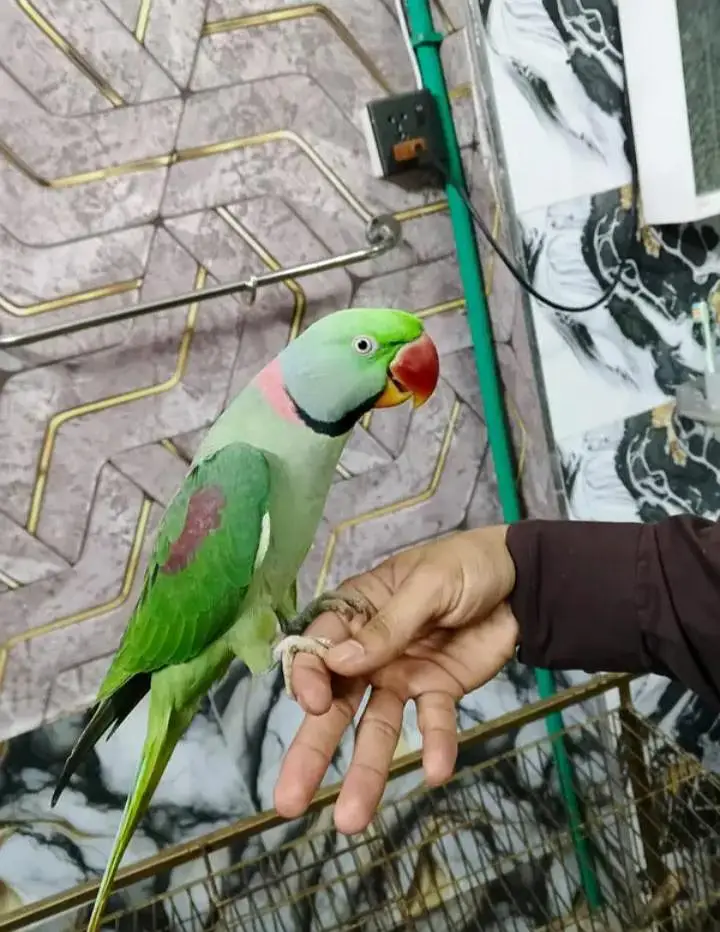Kashmiri raw parrot for sale single and pair available — photo 2