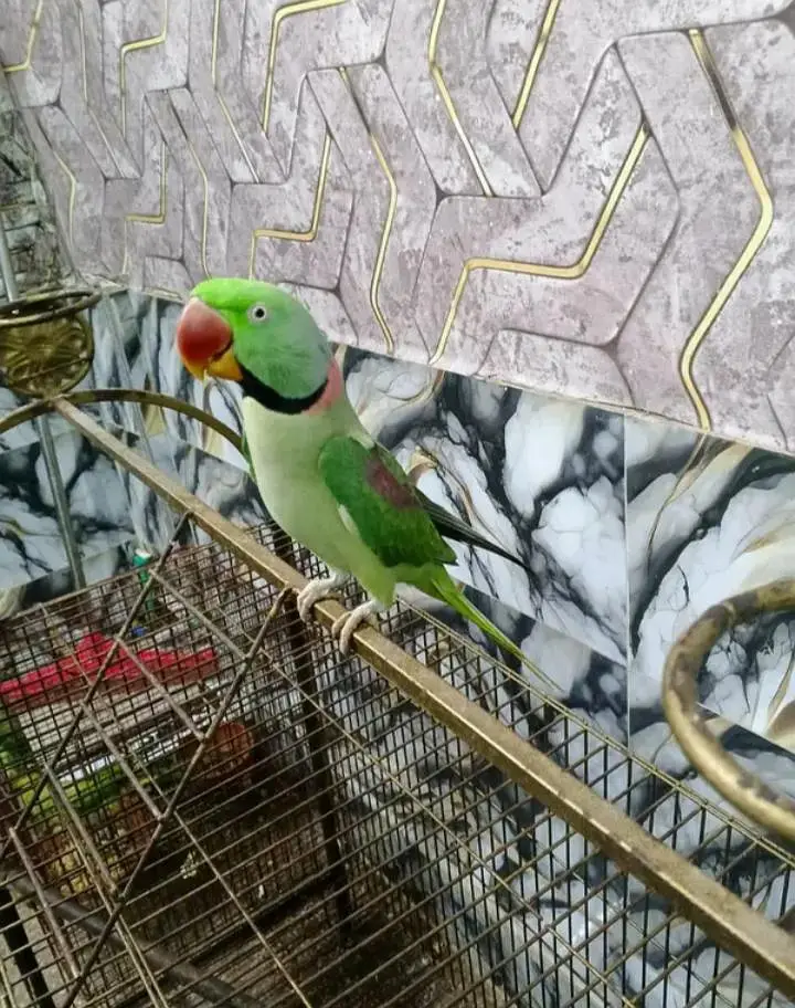 Kashmiri raw parrot for sale single and pair available — photo 3