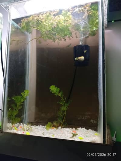 beautiful fish aquarium