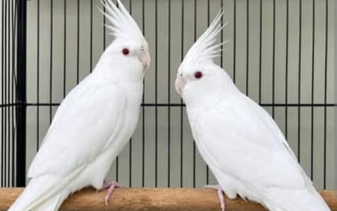 1 Eno Cocktail Red eye Pair and 1 Pineapple Conure pair with DNA