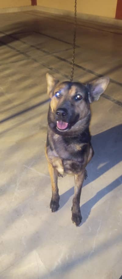 German dog male available quetta only