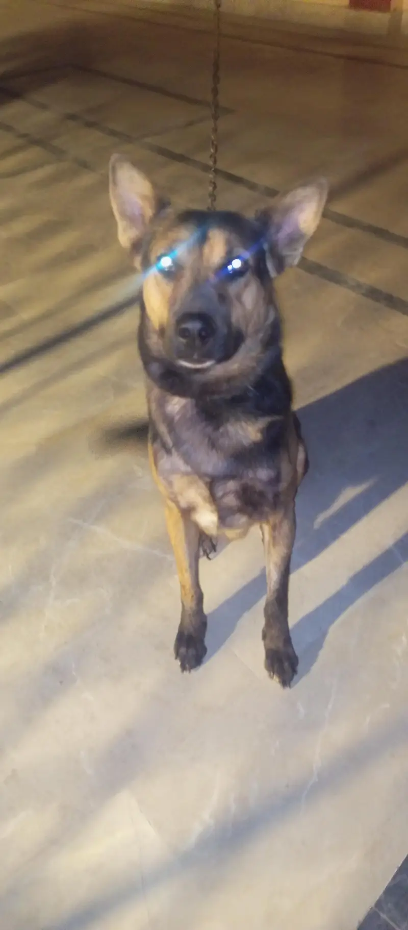 German dog male available quetta only — photo 2