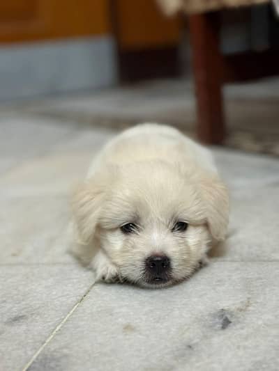 Top Quality Male Baby Available For Sale