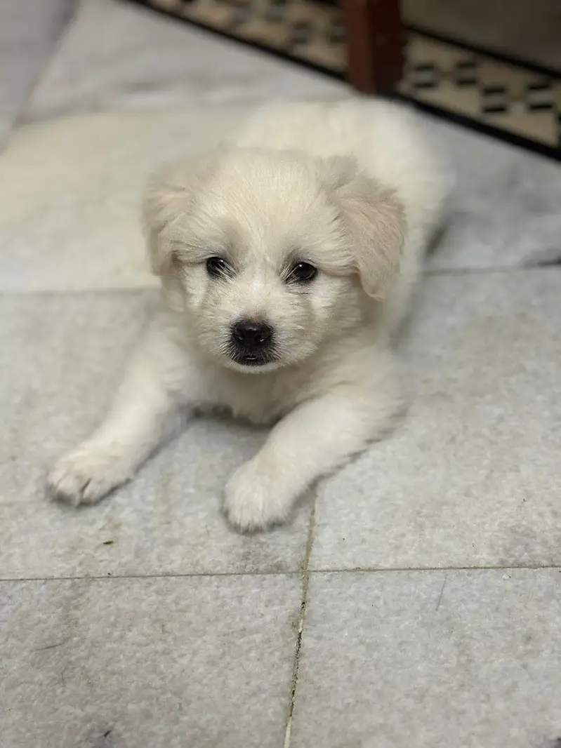 Top Quality Male Baby Available For Sale — photo 2