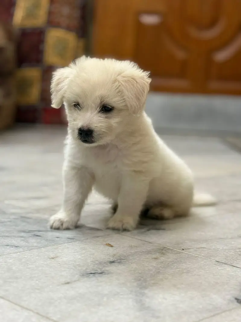 Top Quality Male Baby Available For Sale — photo 3