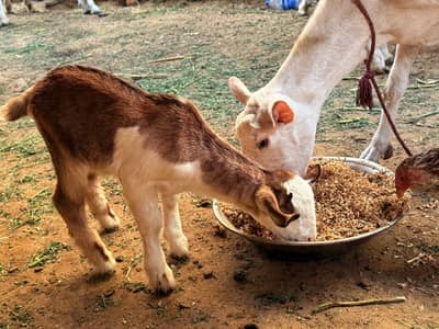 Bakri with male kid