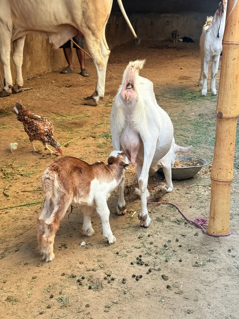 Bakri with male kid — photo 2