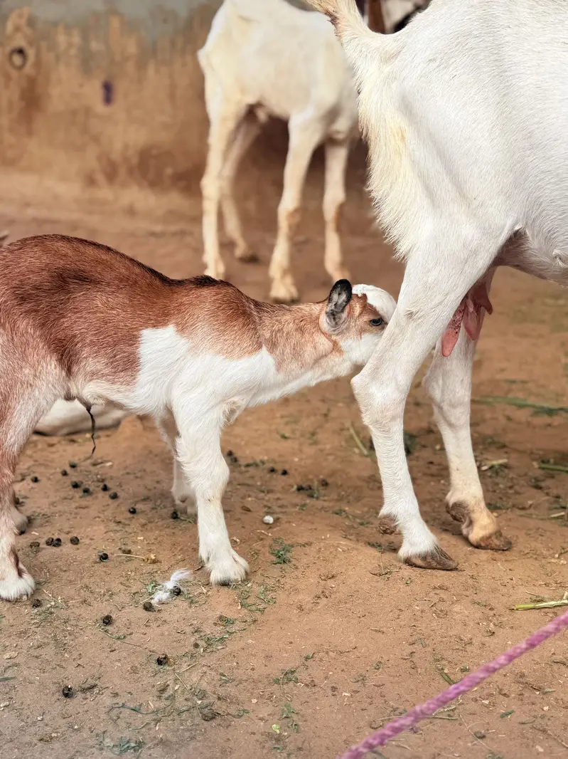 Bakri with male kid — photo 3
