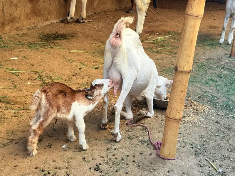 Bakri with male kid — photo 4